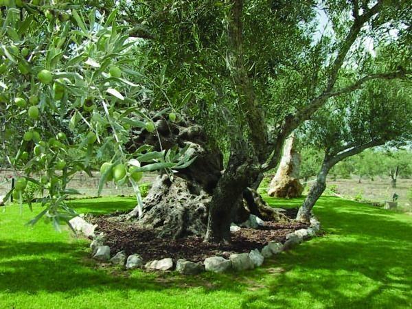 Vila Quinta Dos Tesouros São Brás de Alportel Exteriér fotografie