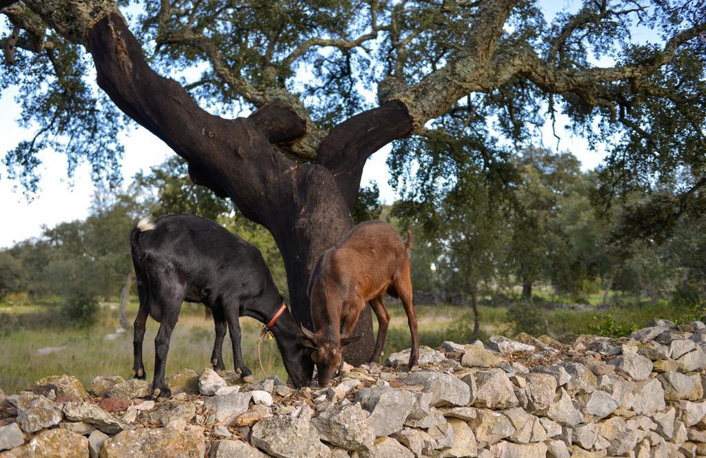 Vila Quinta Dos Tesouros São Brás de Alportel Exteriér fotografie